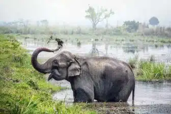 Chitwan & Teraï